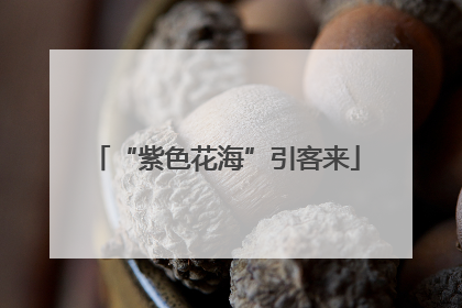 “紫色花海”引客来