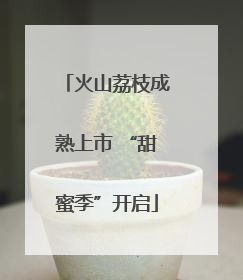 火山荔枝成熟上市 “甜蜜季”开启