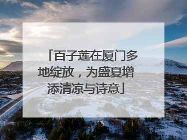 百子莲在厦门多地绽放，为盛夏增添清凉与诗意
