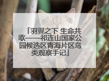 羽翼之下 生命共歌——祁连山国家公园候选区青海片区鸟类观察手记