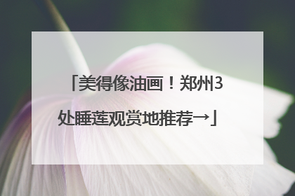 美得像油画！郑州3处睡莲观赏地推荐→