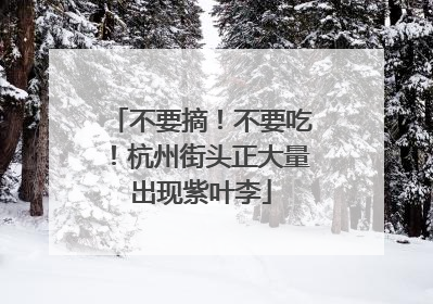 不要摘！不要吃！杭州街头正大量出现紫叶李