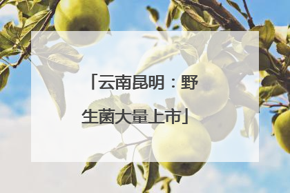 云南昆明：野生菌大量上市