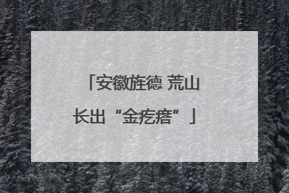 安徽旌德 荒山长出“金疙瘩”