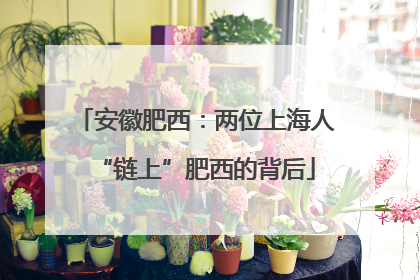 安徽肥西：两位上海人“链上”肥西的背后