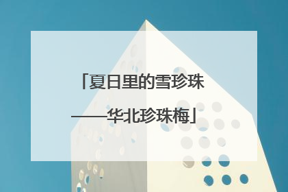 夏日里的雪珍珠——华北珍珠梅