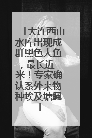 大连西山水库出现成群黑色大鱼，最长近一米！专家确认系外来物种埃及塘鲺