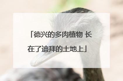 德兴的多肉植物 长在了迪拜的土地上