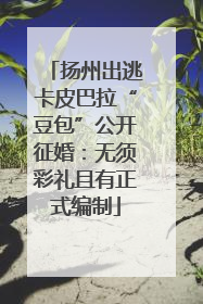扬州出逃卡皮巴拉“豆包”公开征婚：无须彩礼且有正式编制