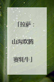 拉萨：山沟欢腾赛牦牛