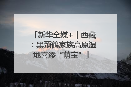 新华全媒+｜西藏：黑颈鹤家族高原湿地喜添“萌宝”