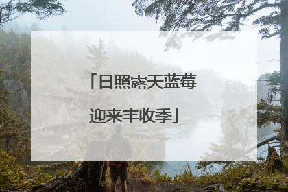 日照露天蓝莓迎来丰收季