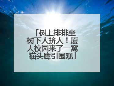 树上排排坐 树下人挤人！厦大校园来了一窝猫头鹰引围观