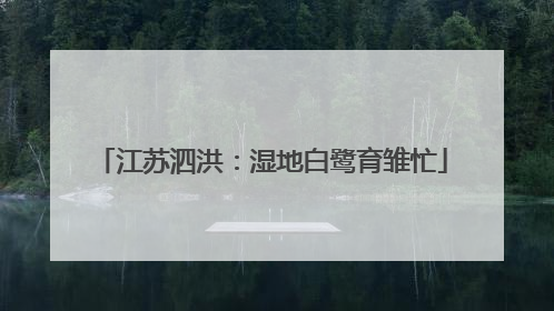 江苏泗洪：湿地白鹭育雏忙