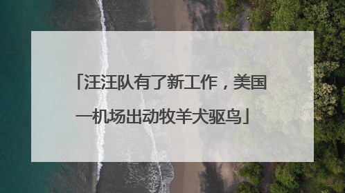 汪汪队有了新工作，美国一机场出动牧羊犬驱鸟