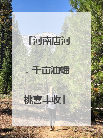 河南唐河：千亩油蟠桃喜丰收