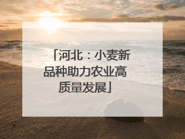 河北：小麦新品种助力农业高质量发展