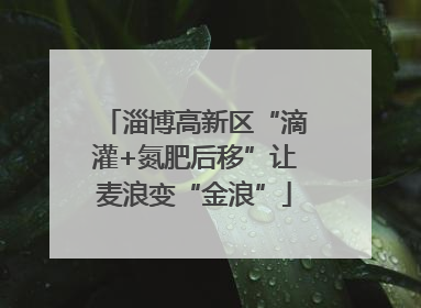 淄博高新区“滴灌+氮肥后移”让麦浪变“金浪”
