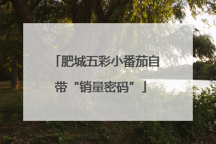 肥城五彩小番茄自带“销量密码”