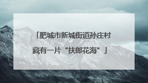 肥城市新城街道孙庄村藏有一片“扶郎花海”