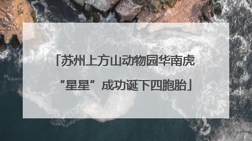 苏州上方山动物园华南虎“星星”成功诞下四胞胎