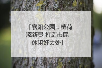 襄阳公园：植荷添新景 打造市民休闲好去处