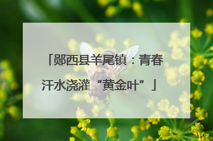 郧西县羊尾镇：青春汗水浇灌“黄金叶”
