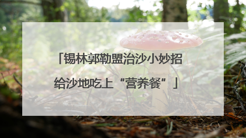 锡林郭勒盟治沙小妙招 给沙地吃上“营养餐”