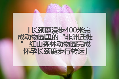 长颈鹿漫步400米完成动物园里的“非洲迁徙” 红山森林动物园完成怀孕长颈鹿步行转运