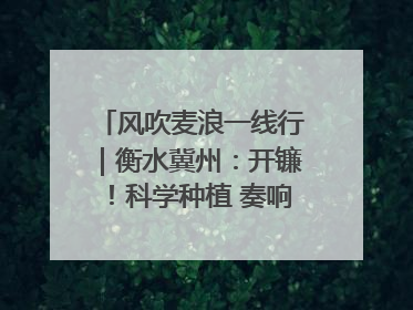 风吹麦浪一线行｜衡水冀州：开镰！科学种植 奏响丰收序曲