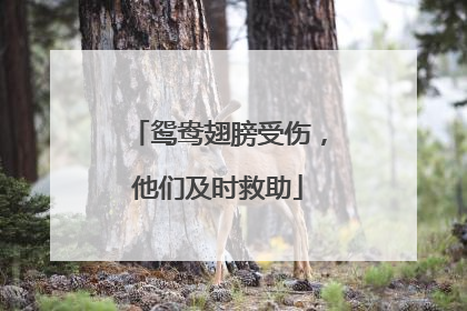 鸳鸯翅膀受伤，他们及时救助