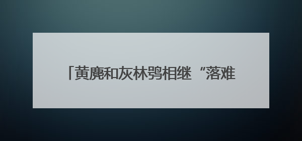 黄麂和灰林鸮相继“落难”，十堰好心人接力施救