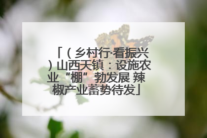 （乡村行·看振兴）山西天镇：设施农业“棚”勃发展 辣椒产业蓄势待发