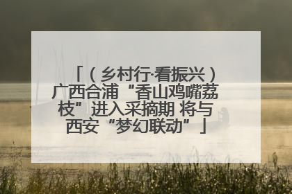 （乡村行·看振兴）广西合浦“香山鸡嘴荔枝”进入采摘期 将与西安“梦幻联动”