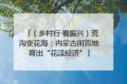 （乡村行·看振兴）荒沟变花海：内蒙古闲置地育出“花漾经济”